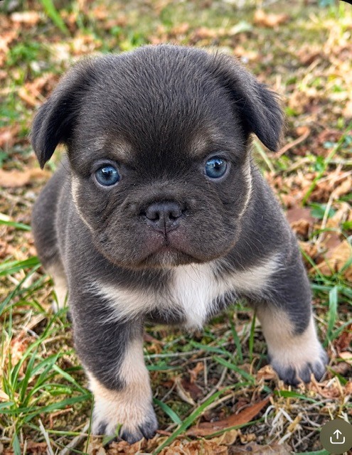 FLUFFY CHOCO TAN