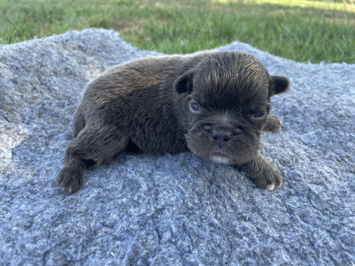 Mâle fluffy choco