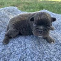 Mâle fluffy choco