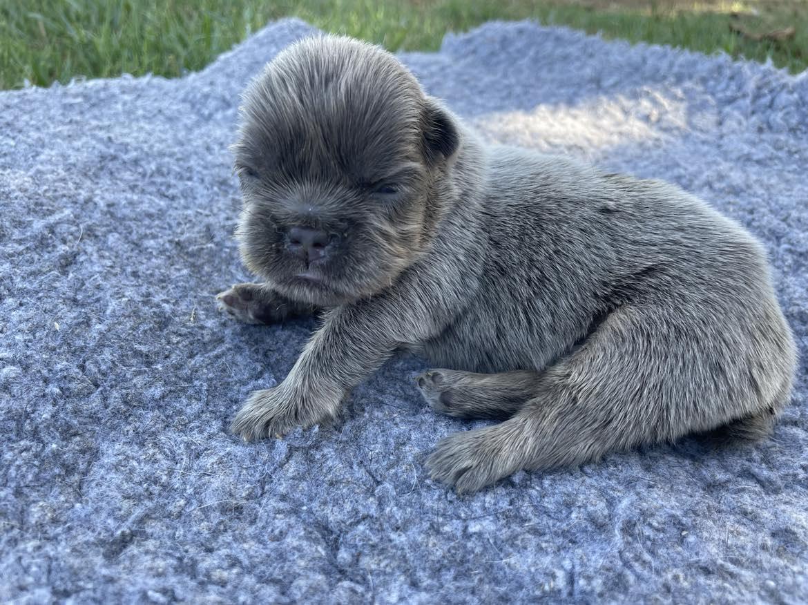 Mâle fluffy lilac tan