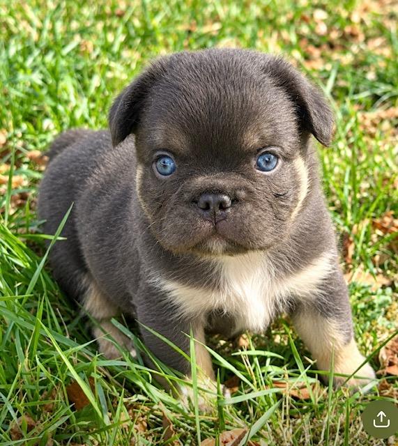 Fluffy choco tan